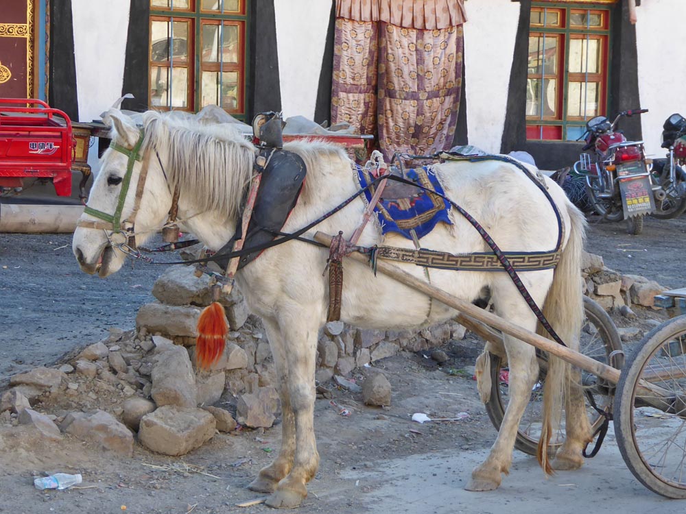 Tibet