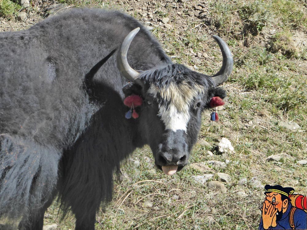 Tibet